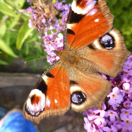Haus Annekathrin Bannemin
